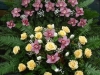 dsc03206